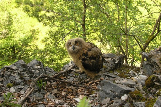 Junger Uhu | © Christiane Geidel