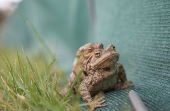 Erdkröte | © Ralph Sturm