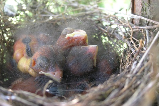 Gimpel Nestlinge | © Geidel Christiane