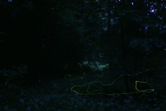 Glühwürmchen Flugbahnen | © Markus Brindl