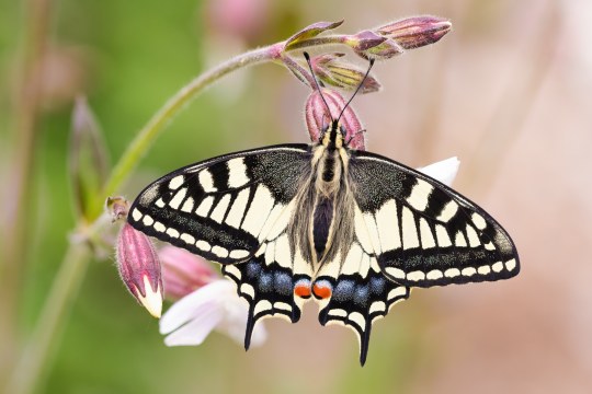Schwalbenschwanz auf Weisser Lichtnelke | ©  Erich Obster