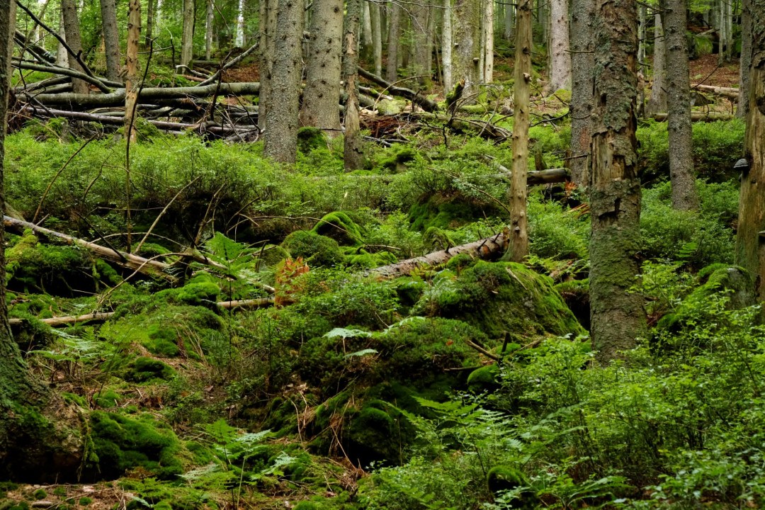 Urwald Bayerischer Wald | © Dr. Eberhardt Pfeuffer