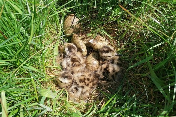 Brachvogel Küken im Nest auf einer Wiese. | © Verena Rupprecht
