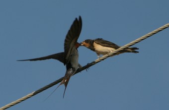 Zwei Rauchschwalben auf einer Stange | © Zdenek Tunka