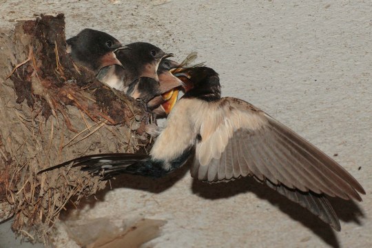 Fünf Rauchschwalben-Jungvögel im Nest werden von Altvogel gefüttert | © Andreas Hartl