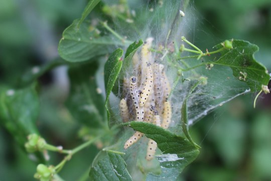 Raupen der Gespinstmotte | © Christian Geidel