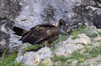 Recka auf dem Fels | © Markus Leitner