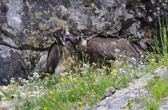 Recka zwickt Dagmar vorsichtig | © Markus Leitner