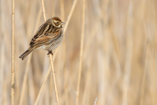 Rohrammer-Weibchen an einem Schilfrohr | © Markus Glässel