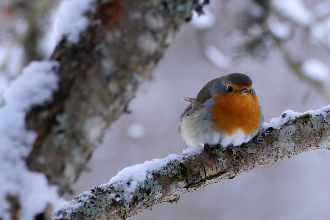 Rotkehlchen auf schneebedecktem Ast | © Gisela Cichy