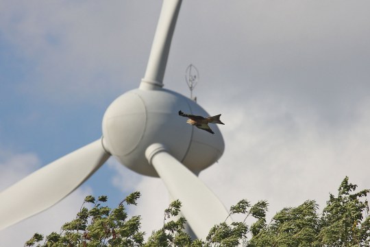 Rotmilan im Flug vor einem Windrad | © H. Knüwer