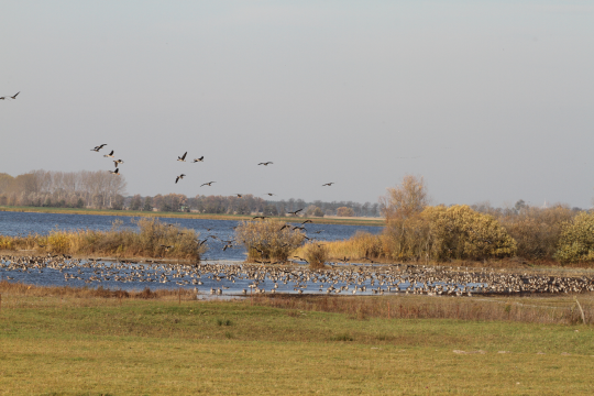 Saatgänse und Graugänse-Schwärme auf dem Wasser | © Hans-Joachim Fünfstück