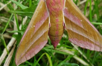 Fürstenfeldbruck | © Sandra Pfleghar (Fürstenfeldbruck)