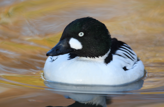 Schellenten-Männchen schwimmt auf dem Wasser und guckt direkt in die Kamera | © Frank Derer