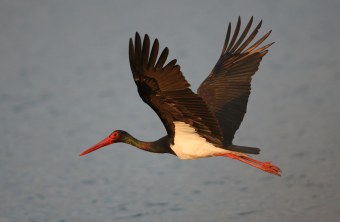 Schwarzstorch im Flug über Wasser | © Zdenek Tunka