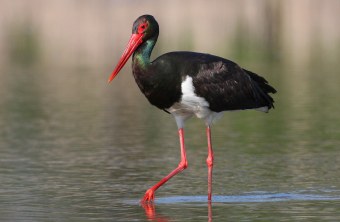 Schwarzstorch steht im seichten Wasser und hebt ein Bein | © Zdenek Tunka