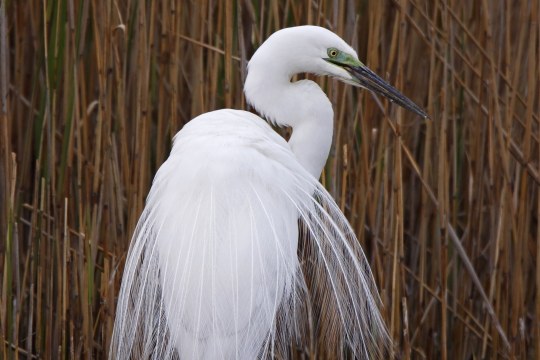 Silberreiher im Schilf von hinten | ©Marcus Bosch