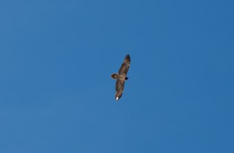 Sisi im Juli 2024 | © Franziska Abegglen