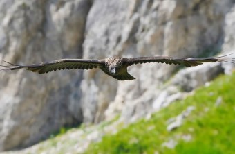 Bartgeier Sisi | © Christian Steiger