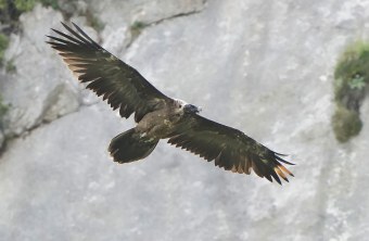 Bartgeier Sisi | © Christian Steiger