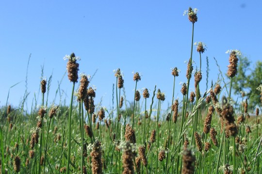 Spitzwegerich auf einer grünen Wiese | © Thomas Staab