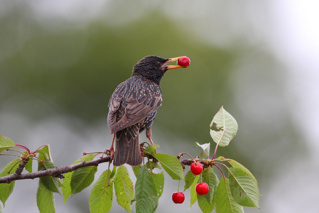 Star mit Kirsche im Schnabel | © Zdenek Tunka