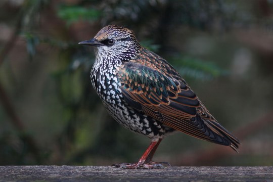 Nahaufnahme von einem Star | © Jost Michelmann