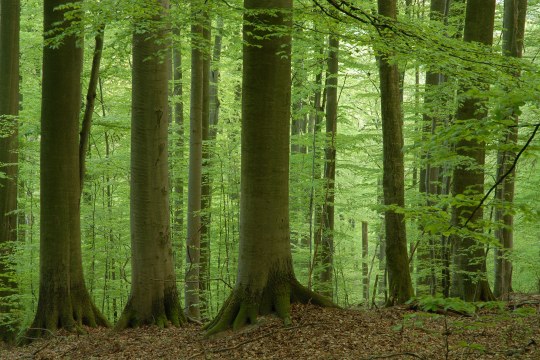 Ein Buchenwald im Steigerwald | © Thomas Stephan