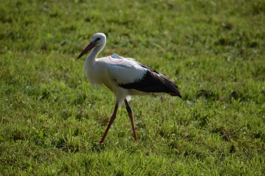 Storch auf einer grünen Wiese mit einem Telemetrie-Sender auf dem Rücken, der rot umkringelt ist | © H. Seefried