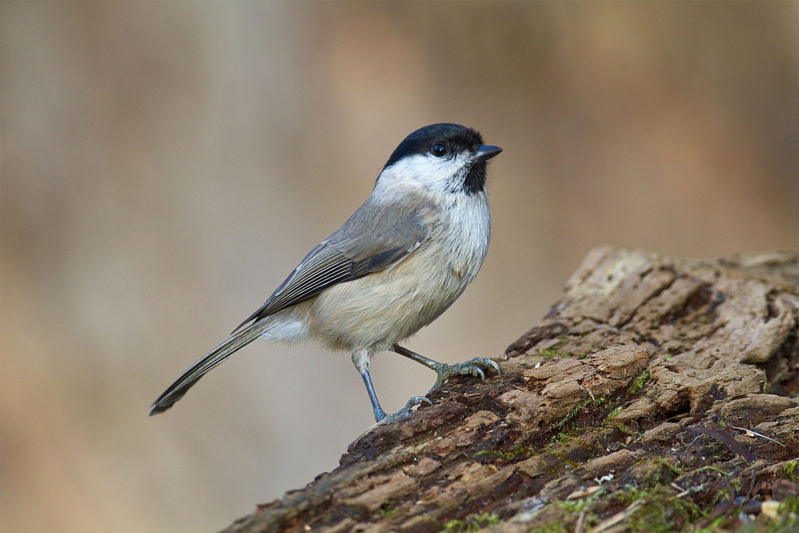Leicht verwechselbar: Ähnliche Vögel auseinanderhalten - LBV - Gemeinsam Bayerns Natur schützen