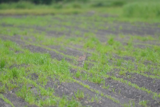 Auf einem Feld steht gut getarnt ein großer Brachvogel. | © A. Scholz