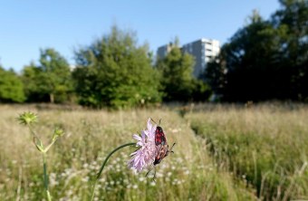 München | © Torsten Gröne (München)