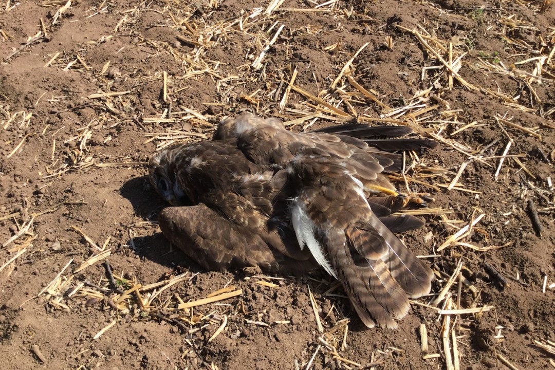 Toter Mäusebussard auf Acker | © W. Hoerlbacher