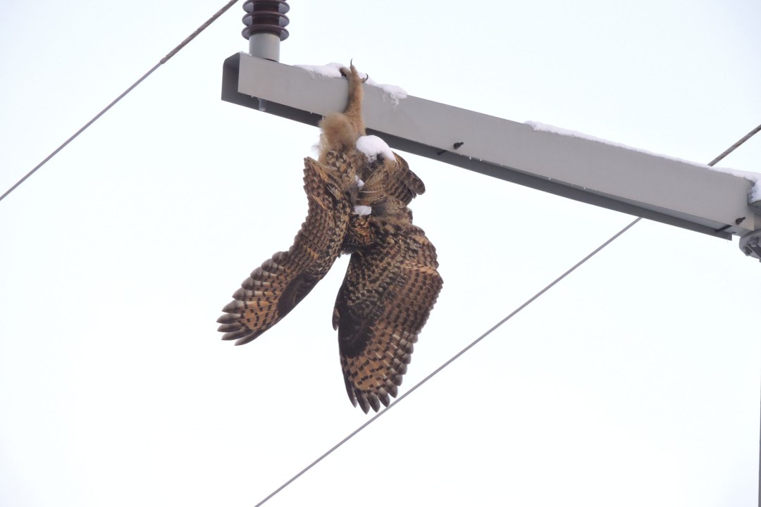 Toter Uhu hängt kopfüber am Strommast bei Ansbach | © H. Ries