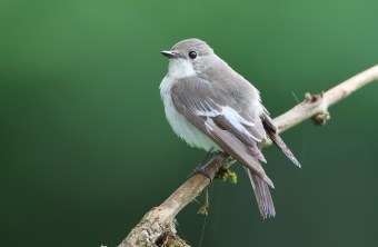 Trauerschnäpper auf Ast | © Hans-Joachim Fünfstück