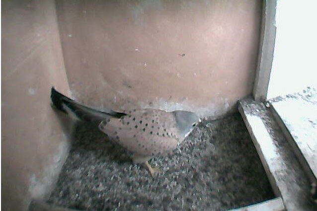 Turmfalken-Männchen im Nistkasten | © LBV