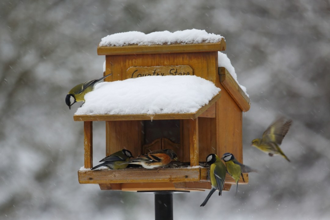 Vögel im Schnee am Futterhaus |© Manfred Schmidl