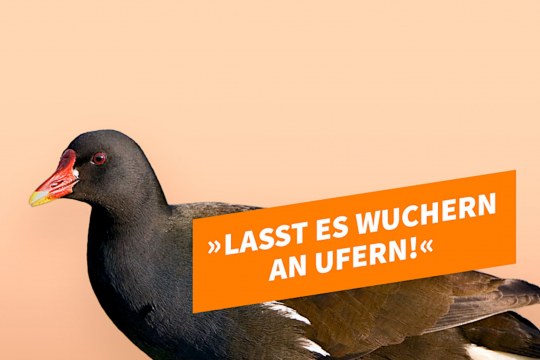 Kandidat Teichhuhn