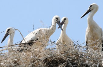 Vier junge Weißstörche im Nest | © H. und H. Zinnecker