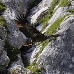 Bartgeier Vinzenz im Flug | © Markus Leitner