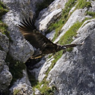 Bartgeier Vinzenz im Flug | © Markus Leitner