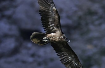 Vinzenz im Flug |© Markus Leitner