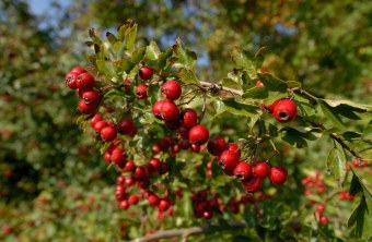 Vogelbeere | © Thomas Stephan