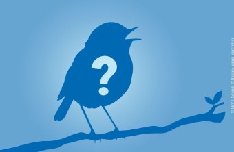 Vogelsilhouette die singt mit Fragezeichen