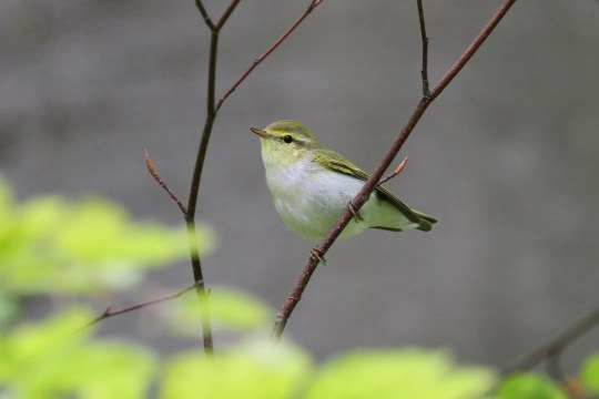 Waldlaubsänger auf Ast | © Dr. Christoph Moning