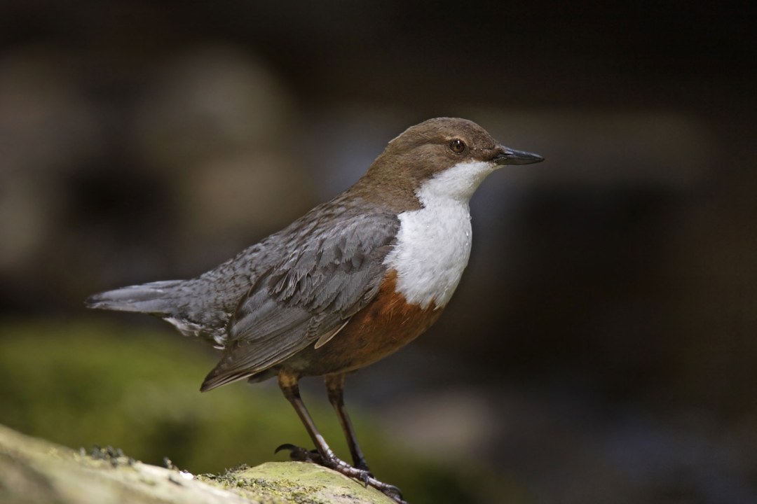 Wasseramsel steht auf einem Stein und schaut nach rechts | © Marcus Bosch