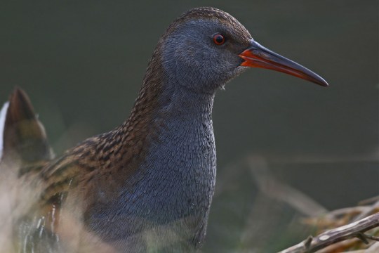 Wasserralle Nahaufnahme von vorne, Blick nach links | © Herbert Henderkes