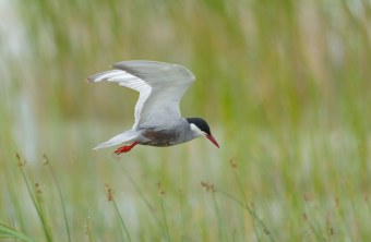 Weissbartseeschwalbe im Flug | © Bosch Christoph