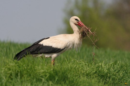 Weißstorch auf einer grünen Wiese mit Nistmaterial im Schnabel | © Zdenek Tunka