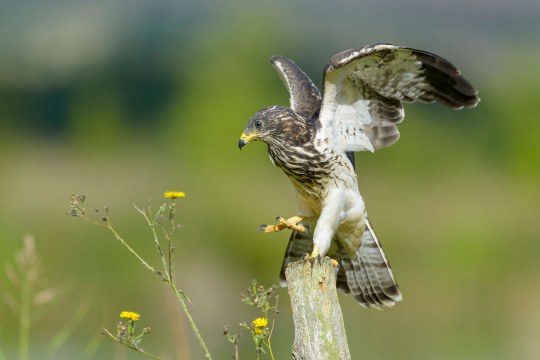 Wespenbussard mit ausgebreiteten Flügeln landet auf Baumstumpf | © Bosch Christoph